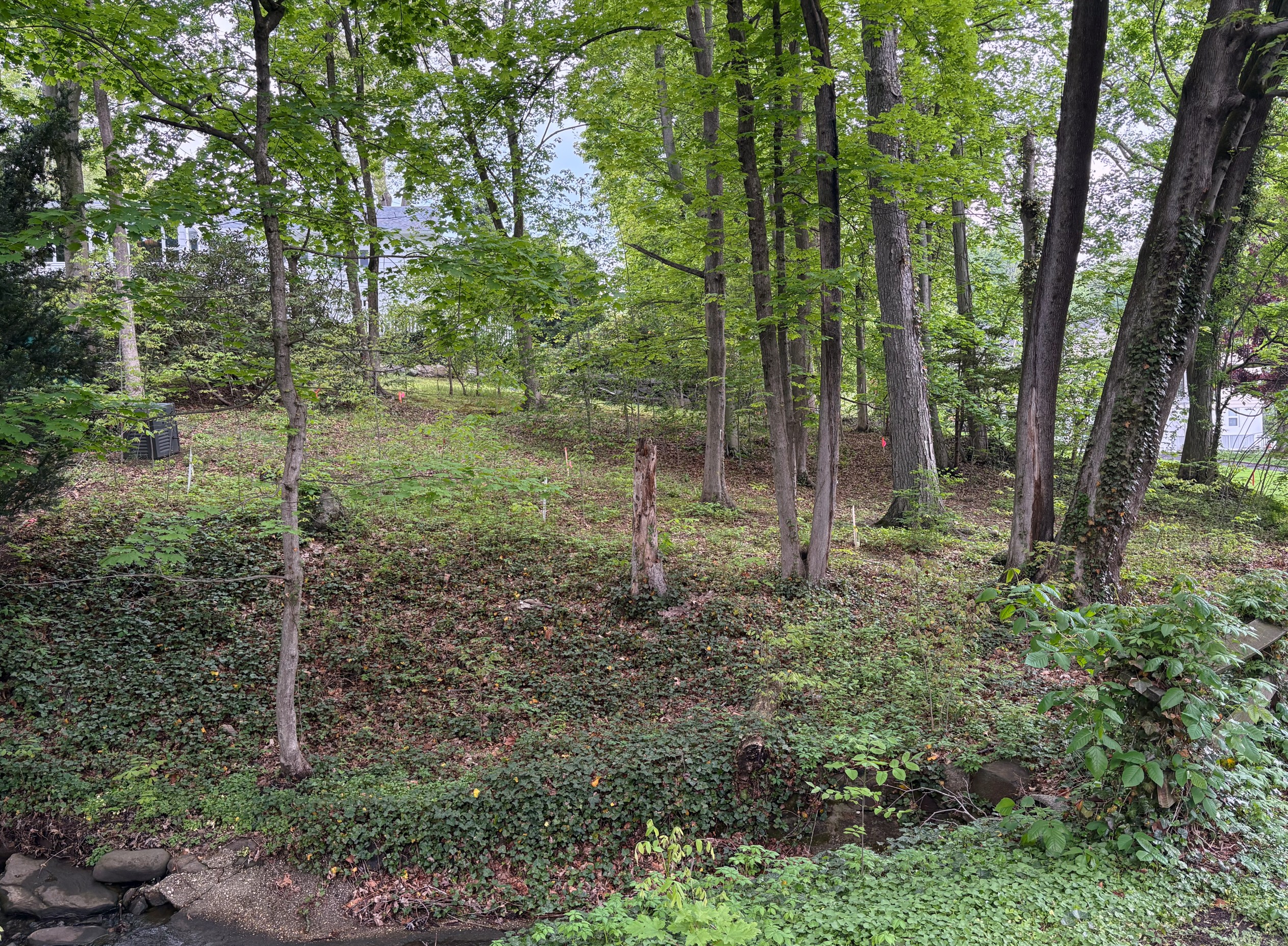 Looking up the slope from the creek bottom